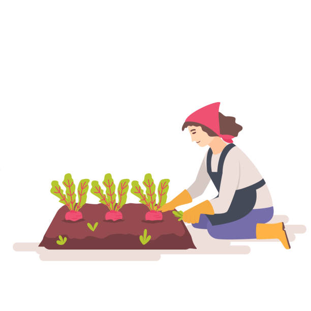 Woman removes weeds from the garden bed. Woman removes weeds from the garden bed. Weed control concept. Female gardener weeding weed plants grass in vegetable beds. Flat vector illustration. weeding stock illustrations