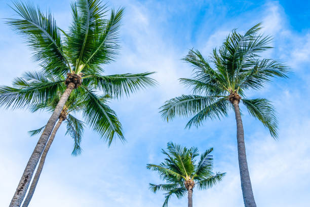 istock Beautiful tropical nature with coconut palm tree on blue sky and white cloud 1147204627