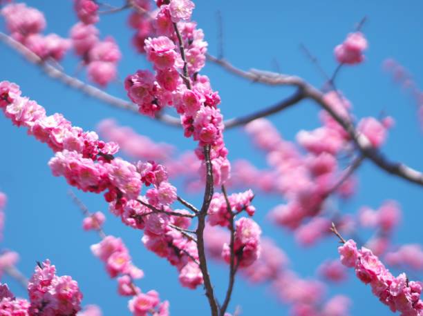 istock Plum Festival at Park 1147204784