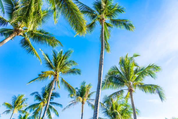 istock Beautiful tropical nature with coconut palm tree on blue sky and white cloud 1147205323