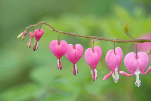 istock Bleeding heart in blossom 1147207941