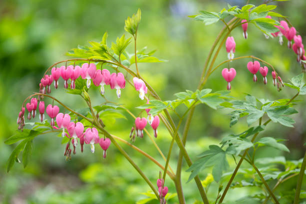 istock Bleeding heart in blossom 1147208475