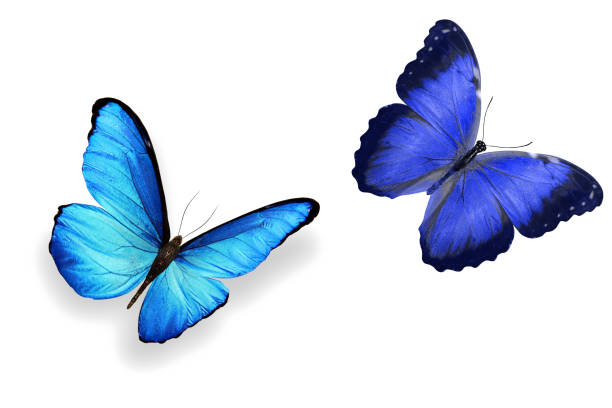 istock tropical blue butterfly. isolated on white background 1147209585