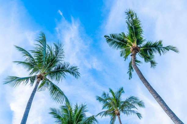 istock Beautiful tropical nature with coconut palm tree on blue sky and white cloud 1147215054