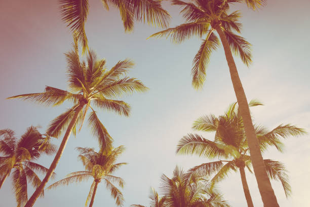 istock Beautiful tropical nature with coconut palm tree on blue sky and white cloud 1147215561