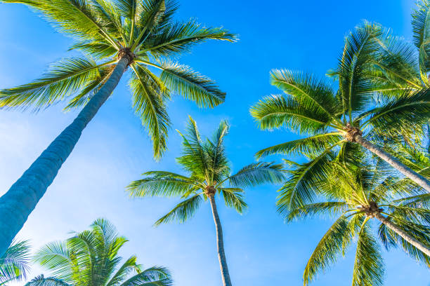istock Beautiful tropical nature with coconut palm tree on blue sky and white cloud 1147216607