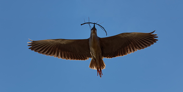 A black-crowned night-heron flies to his nest with a stick in Cheyenne, Wyoming