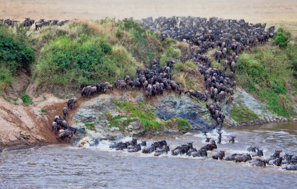 istock Wildebeest crossing the Mara River 1147220786