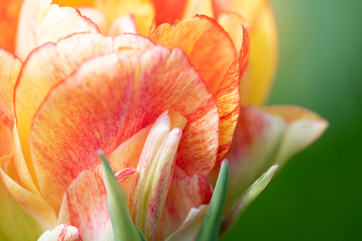 Blooming tulips in the greenhouse.Natural background.\nSmall business.Spring concept,gardening.Women's and Mother's Day.Selective focus.