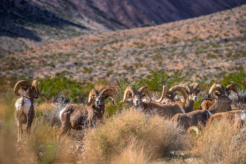Group of Desert Rams