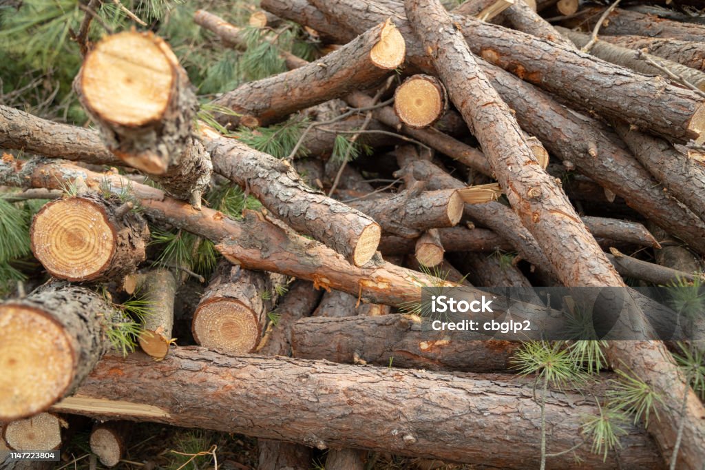 Deforestation site Deforestation site, indiscriminately cut trees Backgrounds Stock Photo