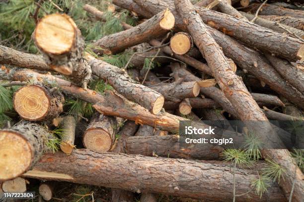 Deforestation Site Stock Photo - Download Image Now - Backgrounds, Beech Tree, Biomass - Renewable Energy Source