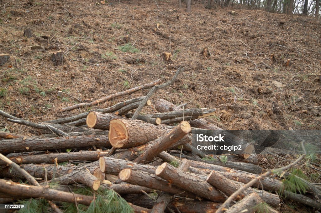 Deforestation site Deforestation site, indiscriminately cut trees Backgrounds Stock Photo