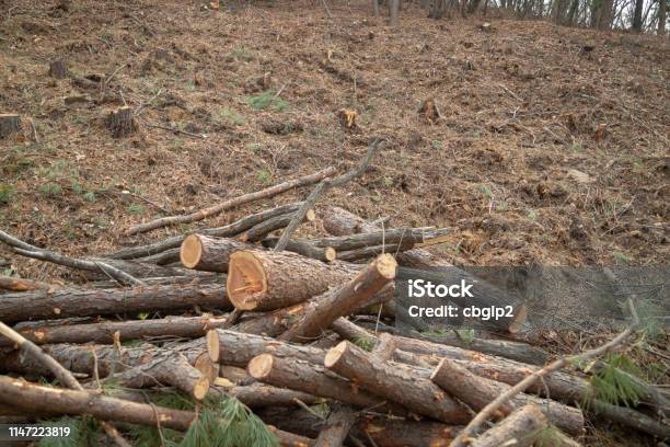 Deforestation Site Stock Photo - Download Image Now - Backgrounds, Beech Tree, Biomass - Renewable Energy Source