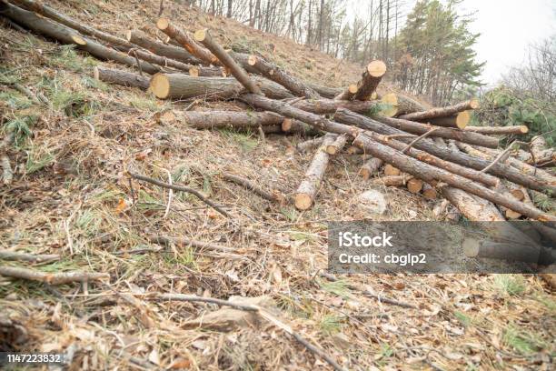 Deforestation Site Stock Photo - Download Image Now - Backgrounds, Beech Tree, Biomass - Renewable Energy Source