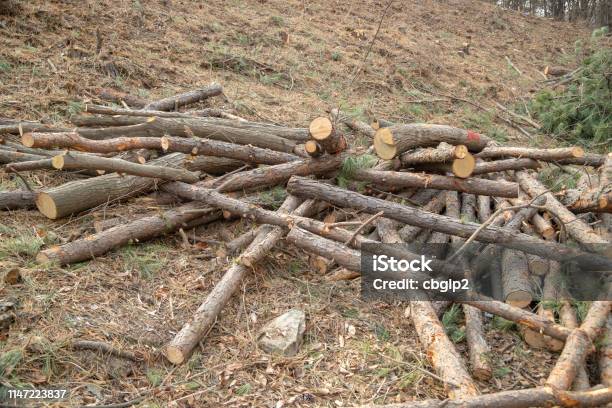 Deforestation Site Stock Photo - Download Image Now - Backgrounds, Beech Tree, Biomass - Renewable Energy Source