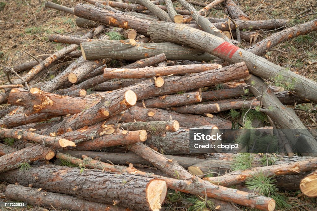 Deforestation site Deforestation site, indiscriminately cut trees Backgrounds Stock Photo