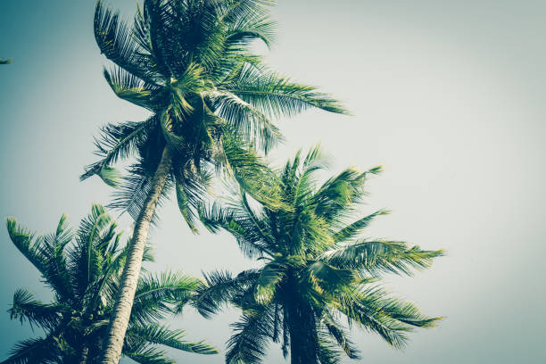 Coconut palm trees in sunset light. Vintage background. Retro toned poster.