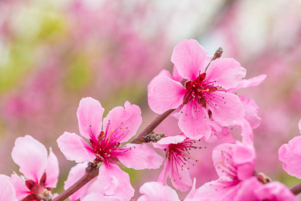 istock Open peach blossoms in spring, outdoors 1147224104