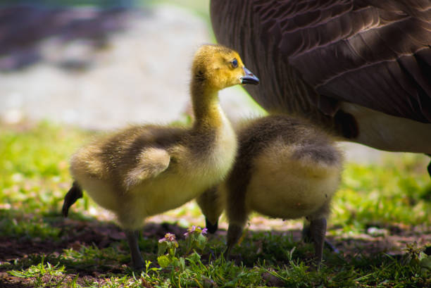 Family bonds are strong in Canada Geese—goslings stay with their parents for a full year, returning to the breeding grounds with them after their first winter. Migrating flocks in fall and spring thus consist of a number of families travelling together.