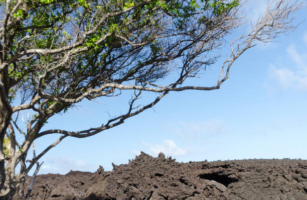 pared de lava rock en la playa de pohoiki, isaac hale beach park big island, hawái - kapoho fotografías e imágenes de stock