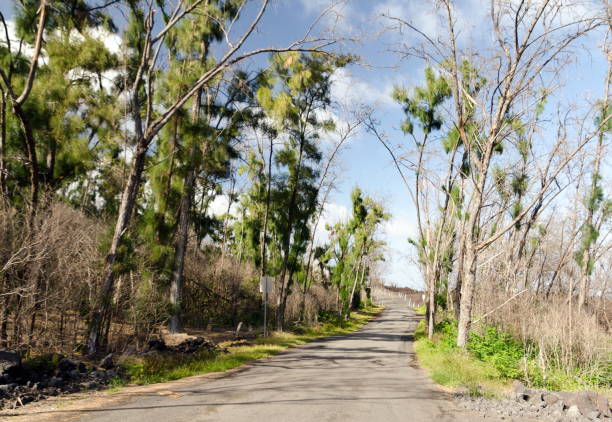 camino a la recién nacida playa de pohoiki, big island, hawái - kapoho fotografías e imágenes de stock