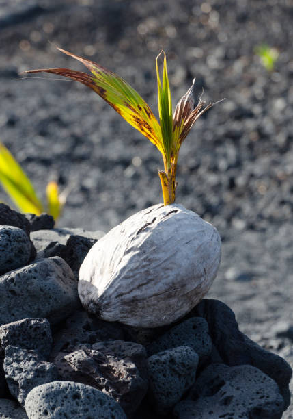 nuevos cocos plantados en arenas negras de la playa de pohoiki, big island, hawái - kapoho fotografías e imágenes de stock