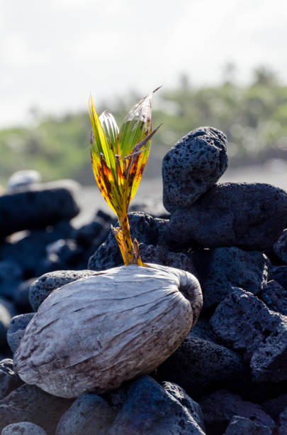 nuove noci di cocco piantate nelle sabbie nere della spiaggia di pohoiki, big island, hawaii - kapoho foto e immagini stock