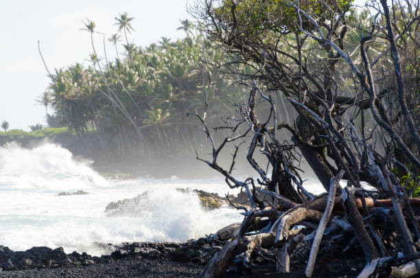 il surf colpisce la costa degli alberi di palme e legno secco sulla spiaggia di pohoiki, isaac hale park, hawaii - kapoho foto e immagini stock