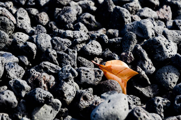 hoja de color naranja entre rocas volcánicas negras en la playa de pohoiki, isla grande, hawái - kapoho fotografías e imágenes de stock