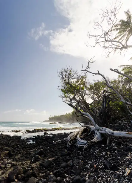 Surf hits tree coastline of palms and drywood at Pohoiki  beach, Isaac Hale Park, Hawaii