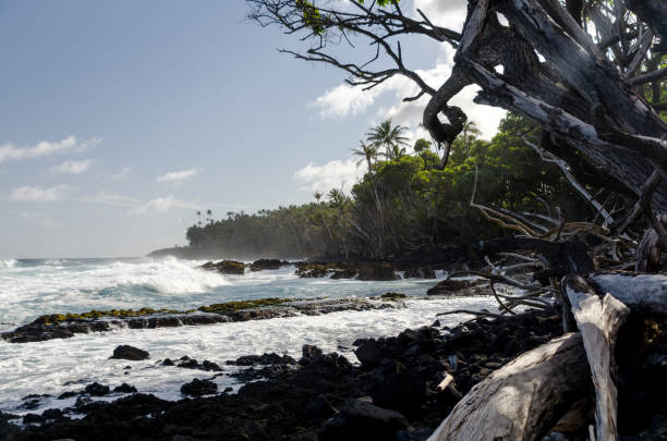 surf golpea la costa de árboles de palmeras y madera seca en la playa de pohoiki, isaac hale park, hawái - kapoho fotografías e imágenes de stock