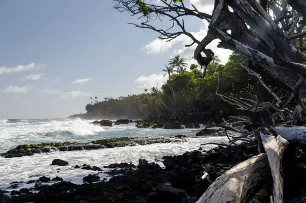 Surf hits tree coastline of palms and drywood at Pohoiki  beach, Isaac Hale Park, Hawaii