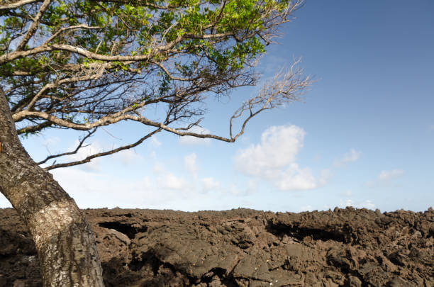 pared de lava rock en la playa de pohoiki, isaac hale beach park big island, hawái - kapoho fotografías e imágenes de stock