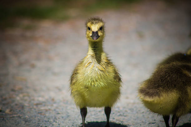 Family bonds are strong in Canada Geese—goslings stay with their parents for a full year, returning to the breeding grounds with them after their first winter. Migrating flocks in fall and spring thus consist of a number of families travelling together.
