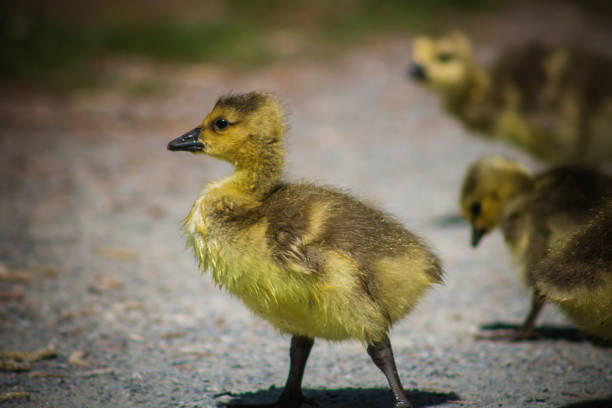 istock Canadian Goose Baby 1147231280