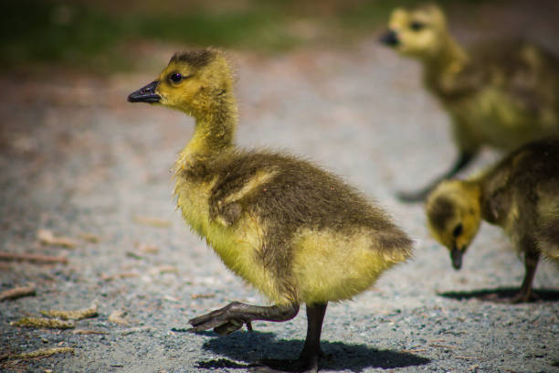 istock Canadian Goose Baby 1147231412