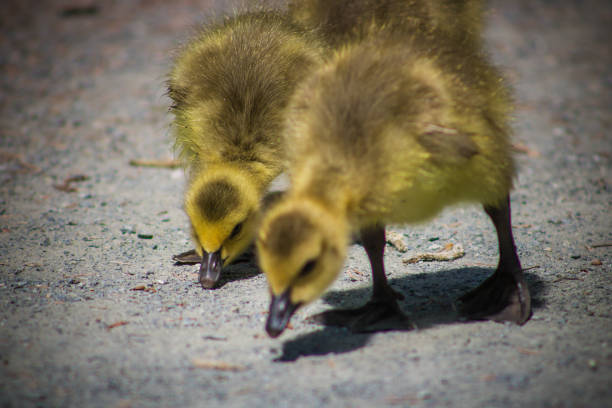 istock Canadian Goose Baby 1147231414