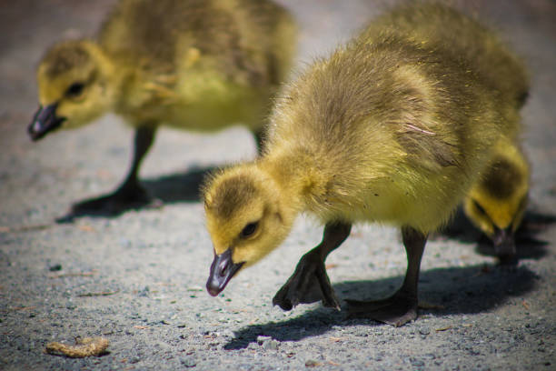 istock Canadian Goose Baby 1147231531