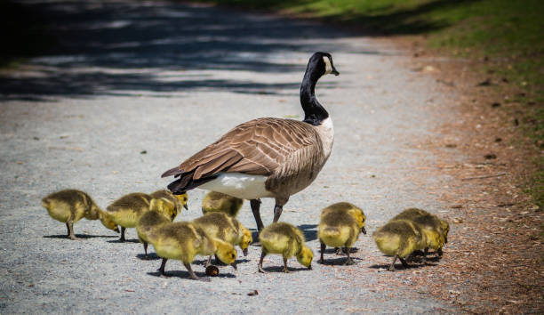 istock Canadian Goose Baby 1147231534