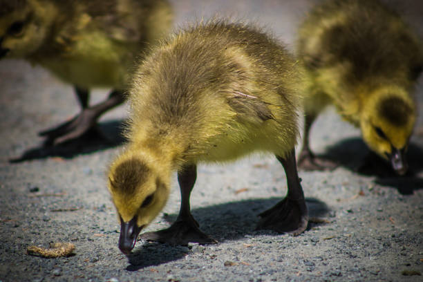 istock Canadian Goose Baby 1147232370