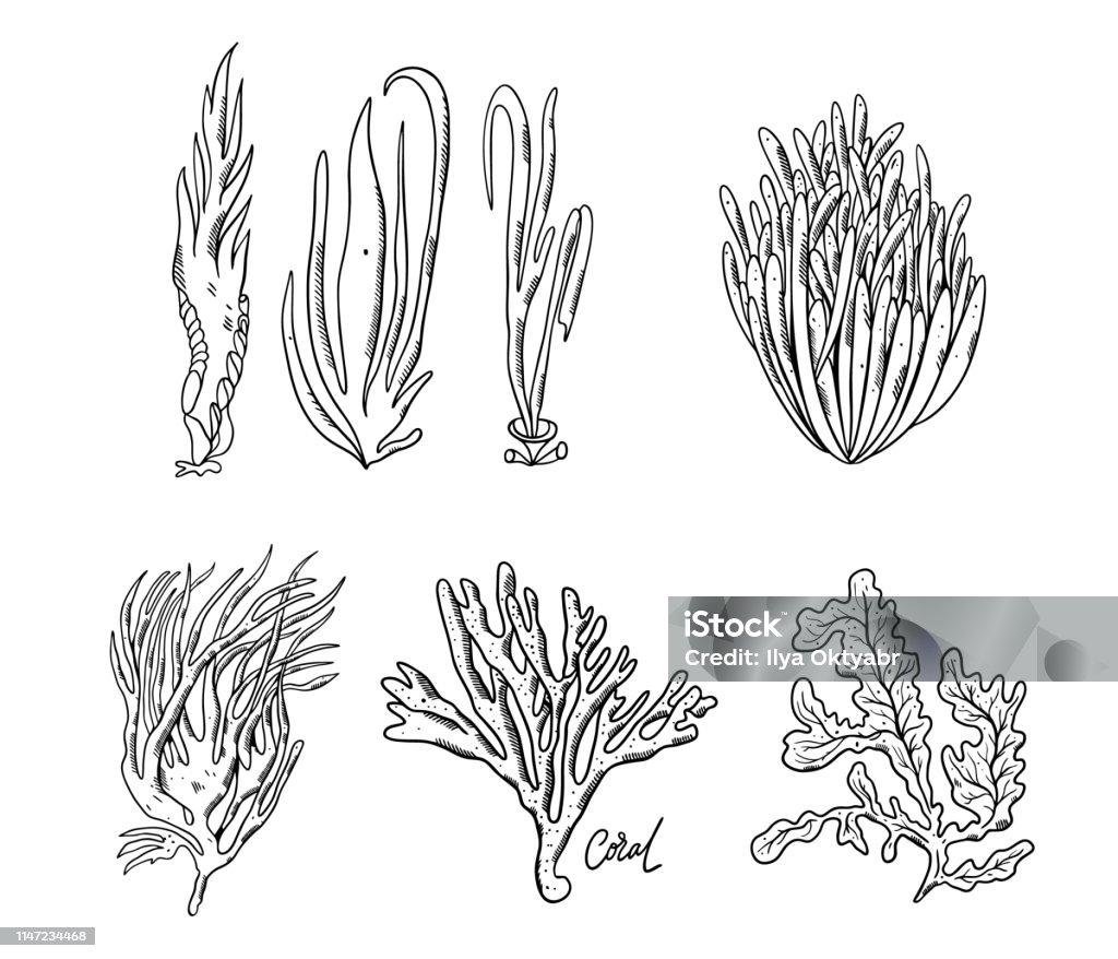 Ocean plants and coral reef set. Hand drawn vector illustration. Ocean plants and coral reef set. Hand drawn vector illustration. Isolated on white background. Aquarium stock vector