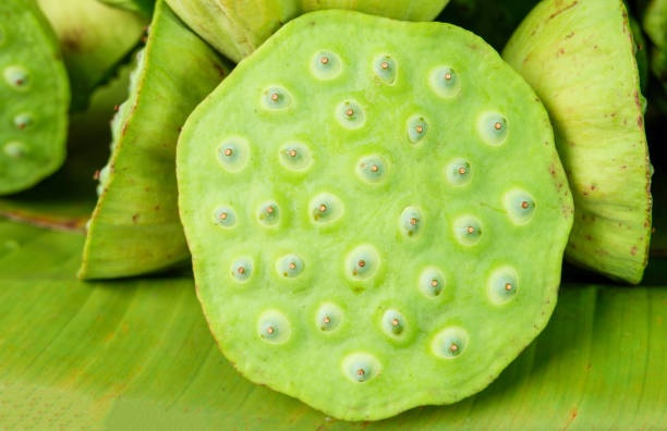 istock Lotus seeds close up on banana feaf background 1147237709