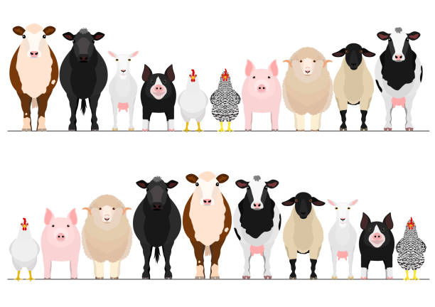 stockillustraties, clipart, cartoons en iconen met vee grens set - vet voedingsstof