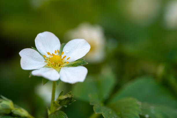 istock Wild Strawberry Flower 1147237983
