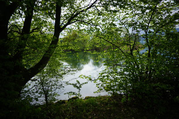 istock Green leaves with river view background 1147239786