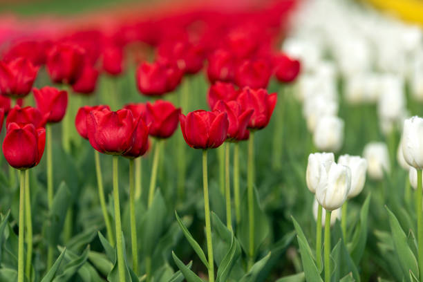 Beautiful tulips in a field on a tulip farm. Shot with a Canon 5D Mark IV.