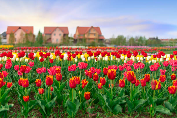 istock Spring fields of blooming tulip. Beauty outdoor scene 1147241488