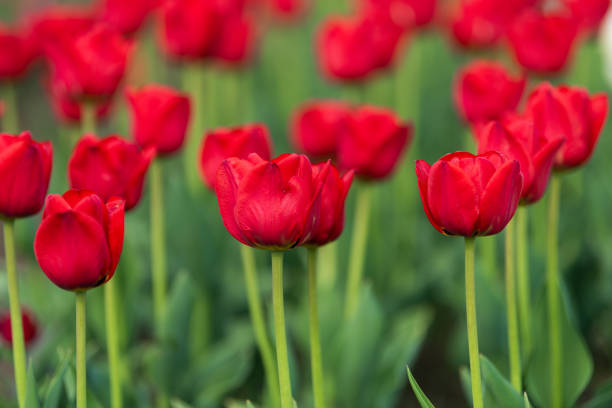istock Spring fields of blooming tulip. Beauty outdoor scene 1147241490
