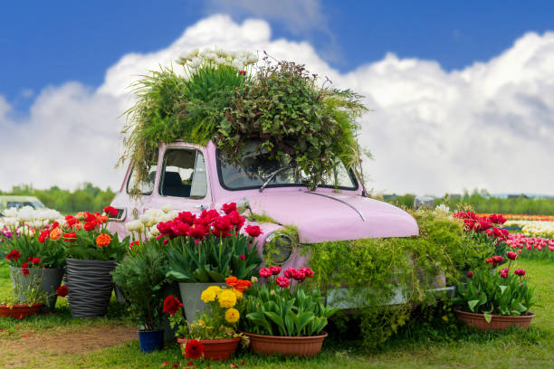 Swauvie Island, Oregon,USA - August 23, 2014: An old blue pickup it's bed and cab filled with a variety of plants and blooms in front of a nursery on Swauvie Island, Oregon.